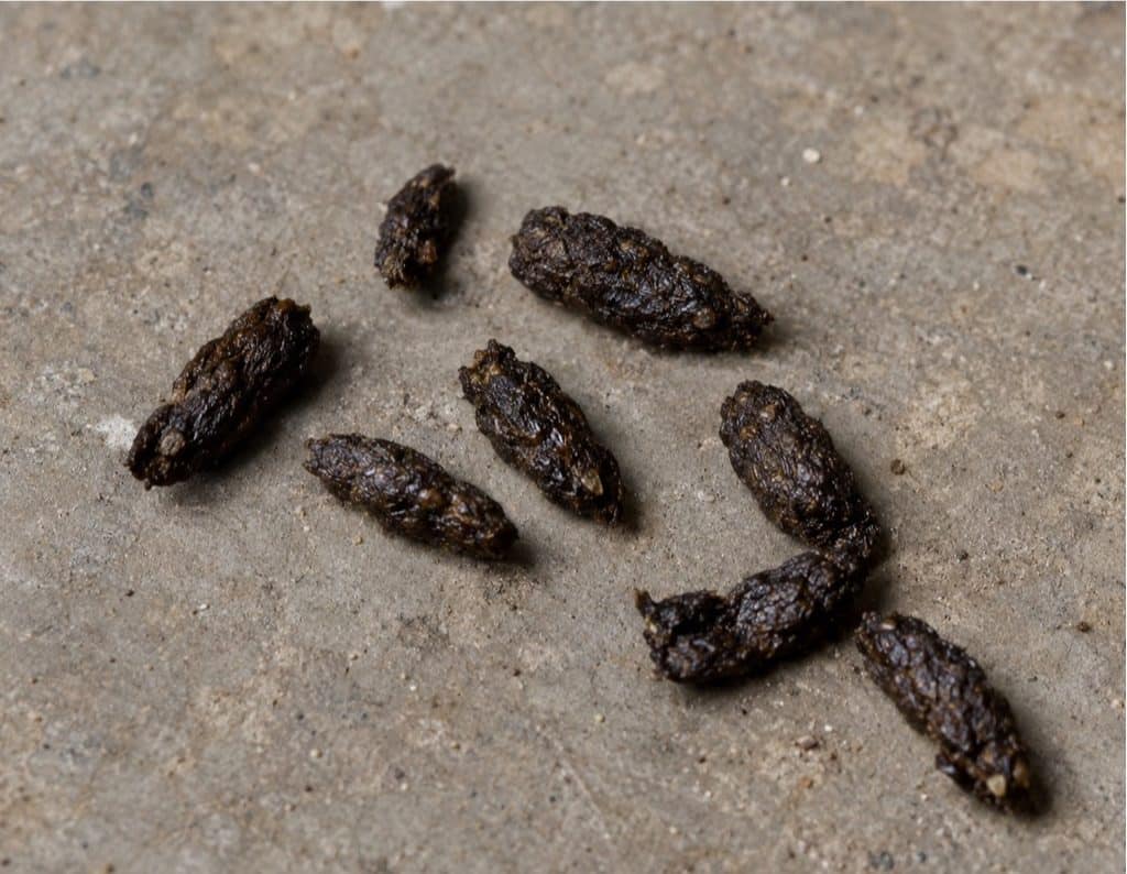 Dark brown rat droppings with tapered ends scattered on concrete, showing the shape used to identify species.