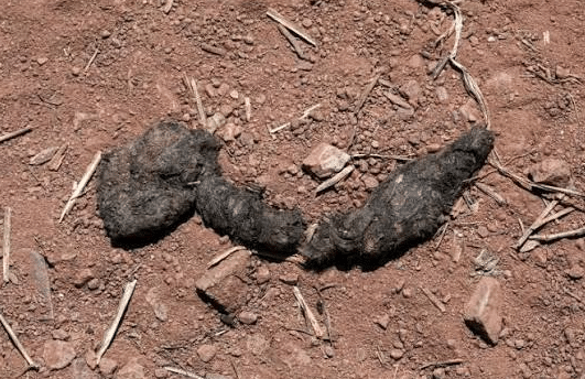 Close-up of coyote poop, showing its rough texture and twisted ends.