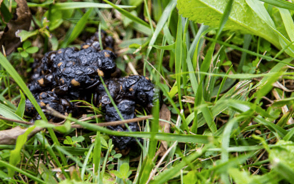 Size comparison showing the rough texture of raccoon poop. 