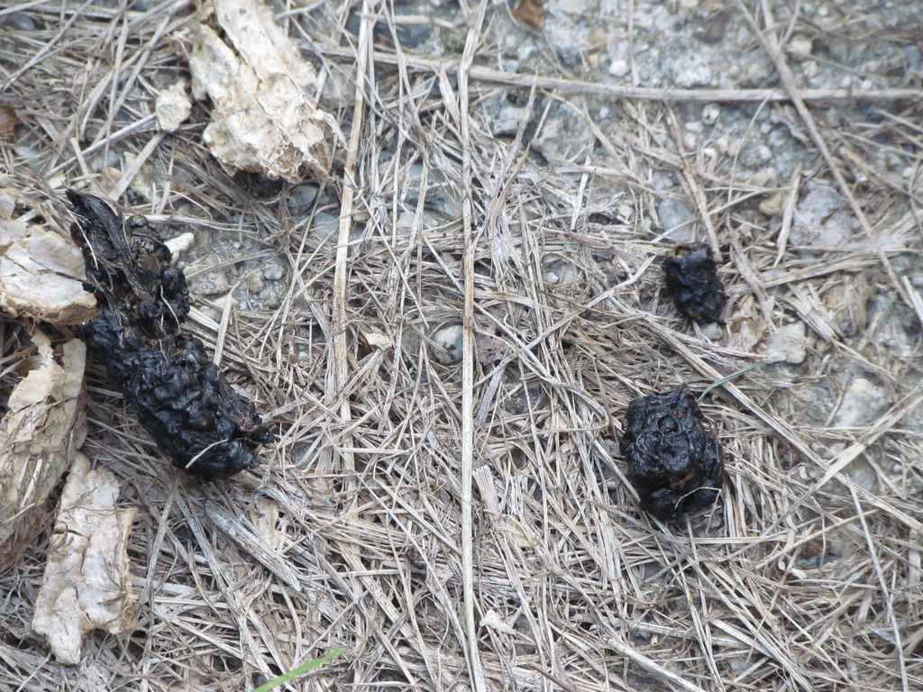 Dark, coarse groundhog droppings on dry grass, showing how they differ from smaller, smoother rat pellets. 
